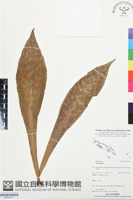 登錄號:BP03476藏品圖，第1張