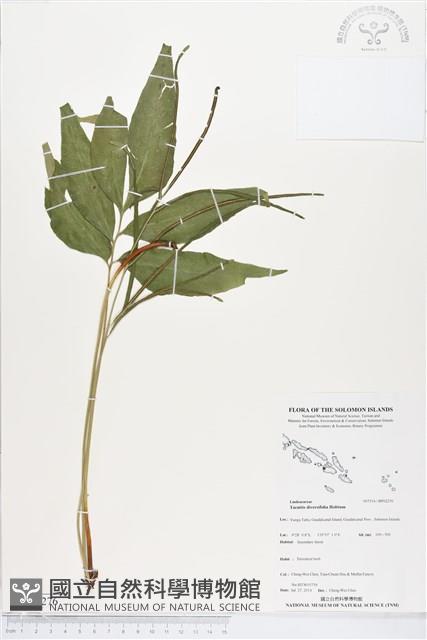 登錄號:BP02276藏品圖，第1張