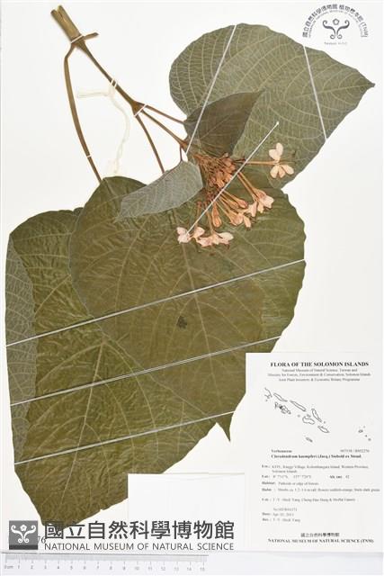龍船花藏品圖，第1張