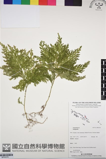 登錄號:BP03276藏品圖，第1張