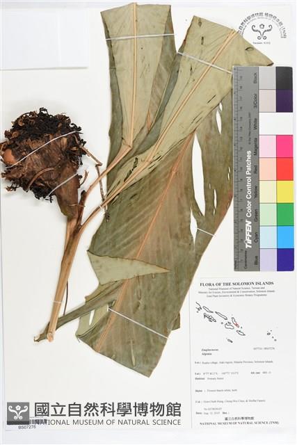 登錄號:BS07276藏品圖，第1張