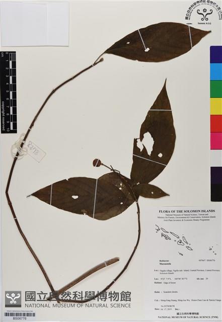登錄號:BS06776藏品圖，第1張