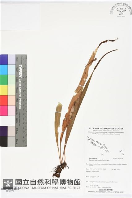 尖嘴蕨藏品圖，第1張
