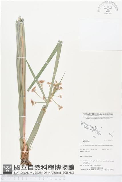 登錄號:BS04776藏品圖，第1張