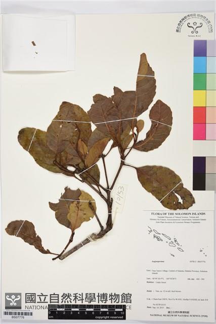 登錄號:BS07776藏品圖，第1張