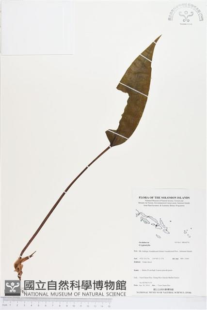 登錄號:BS04576藏品圖，第1張