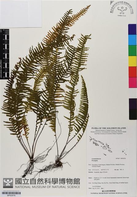 登錄號:BP02976藏品圖，第1張