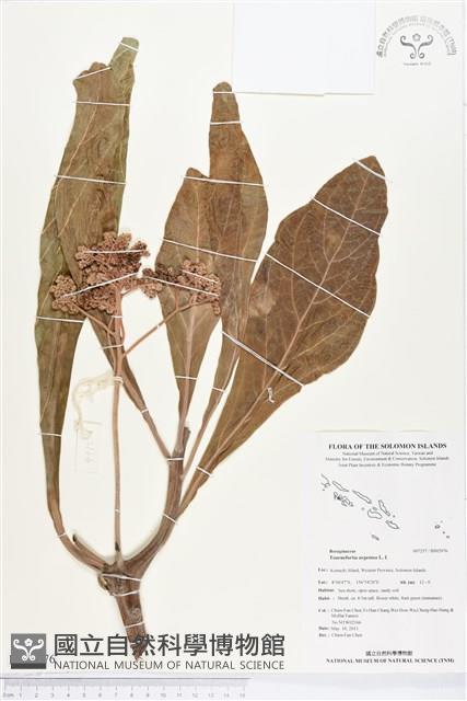 白水木藏品圖，第1張