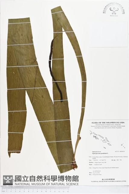 帶狀瓶爾小草藏品圖，第1張