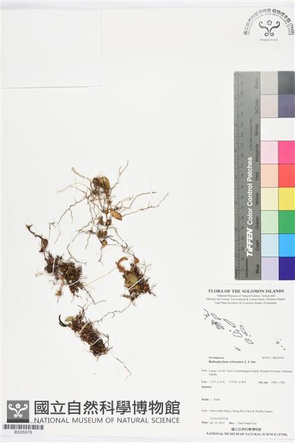 登錄號:BS05976藏品圖，第1張