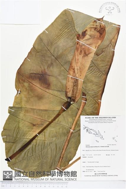 蘭嶼姑婆芋藏品圖，第1張