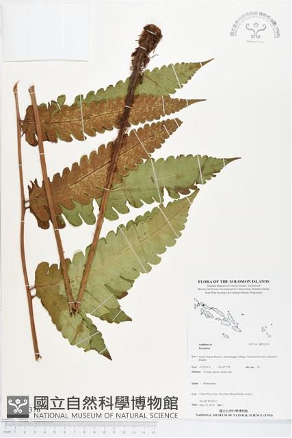 登錄號:BP02376藏品圖，第1張
