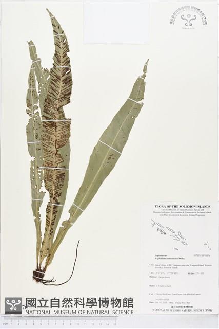 登錄號:BP01376藏品圖，第1張