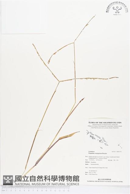 兩耳草藏品圖，第1張