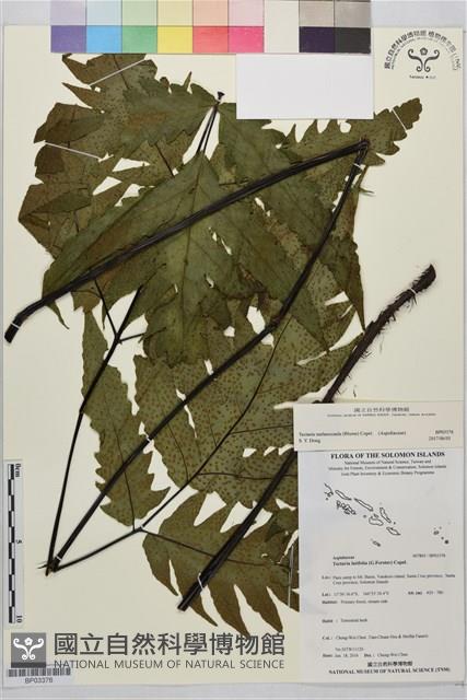 登錄號:BP03376藏品圖，第1張