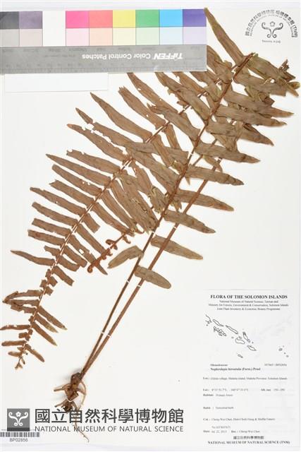 毛葉腎蕨藏品圖，第1張