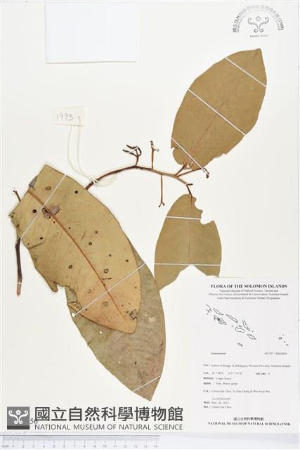 登錄號:BS02856藏品圖，第1張