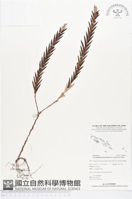 登錄號:BS01856藏品圖，第1張