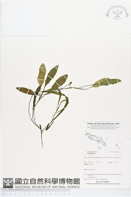 登錄號:BS04856藏品圖，第1張