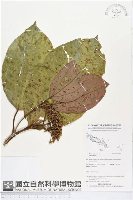 登錄號:BS03856藏品圖，第1張