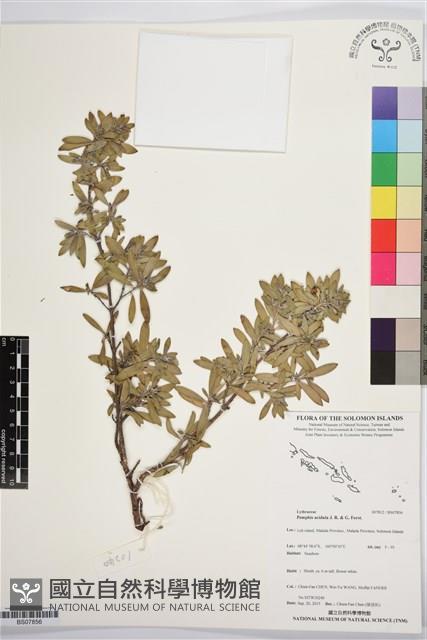 水芫花藏品圖，第1張