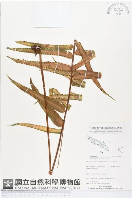 長葉腎蕨藏品圖，第1張