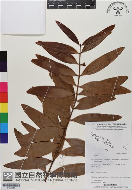 登錄號:BG00056藏品圖，第1張