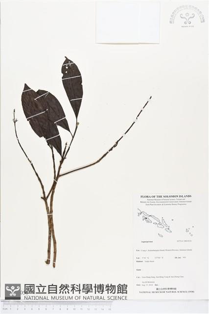 登錄號:BS05056藏品圖，第1張