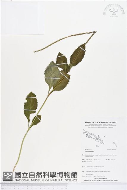 登錄號:BS04056藏品圖，第1張