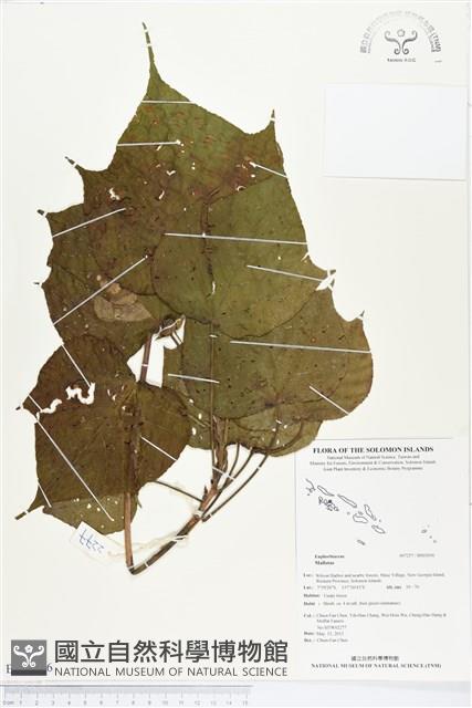登錄號:BS03056藏品圖，第1張