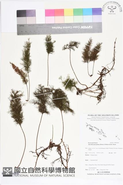 登錄號:BP02656藏品圖，第1張