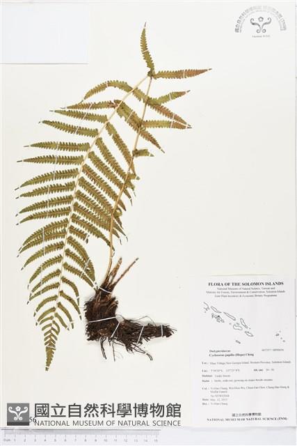 薄葉梳毛蕨、縮羽小毛蕨藏品圖，第1張