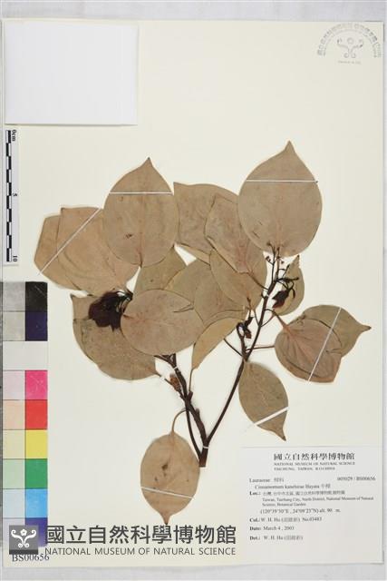 牛樟藏品圖，第1張