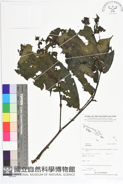 登錄號:BS05656藏品圖，第1張