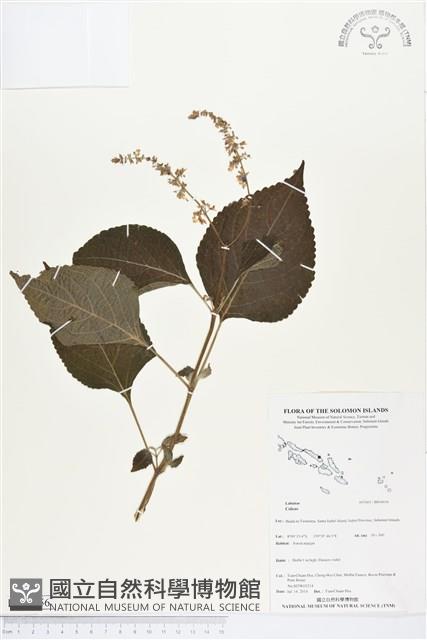 登錄號:BS04656藏品圖，第1張