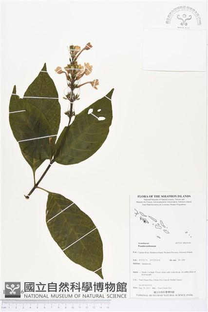 登錄號:BS03656藏品圖，第1張