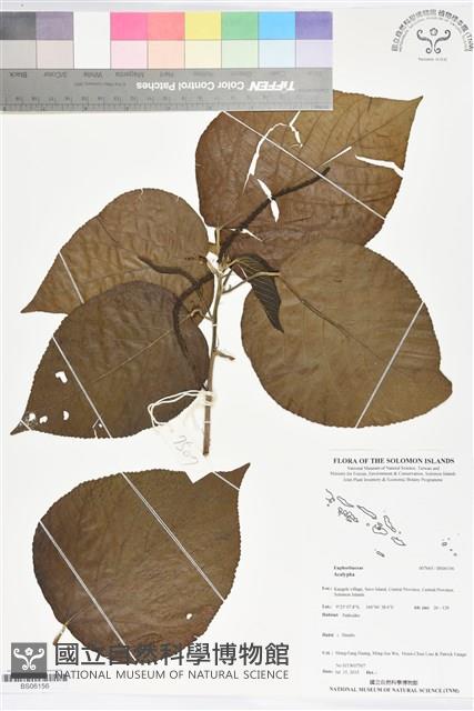 登錄號:BS06156藏品圖，第1張