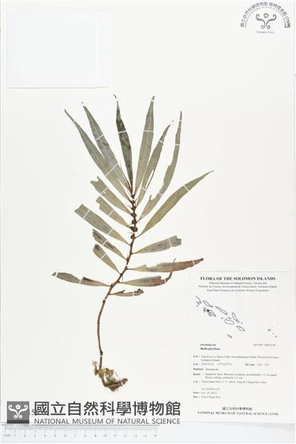 登錄號:BS02156藏品圖，第1張