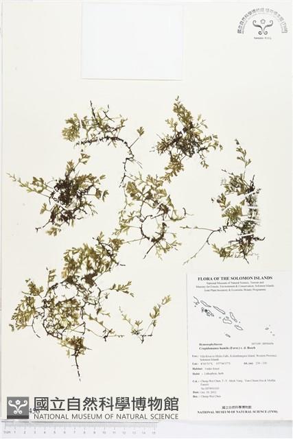 厚邊蕨藏品圖，第1張