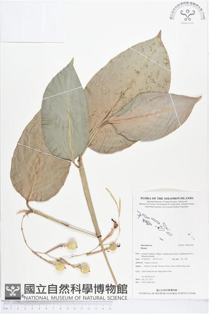 登錄號:BS01456藏品圖，第1張