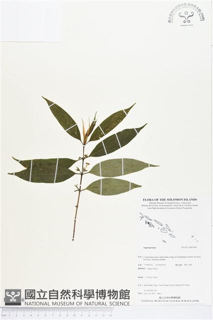 登錄號:BS03456藏品圖，第1張