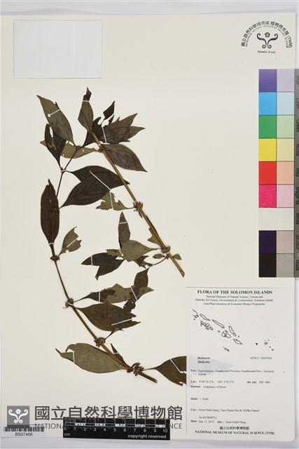 登錄號:BS07456藏品圖，第1張