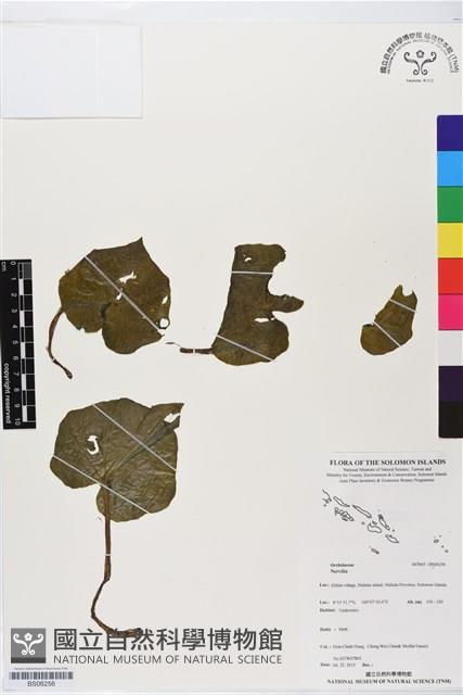 登錄號:BS06256藏品圖，第1張
