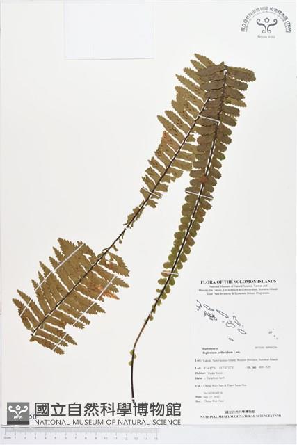 登錄號:BP00256藏品圖，第1張