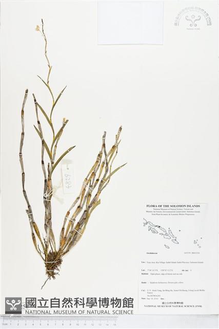 登錄號:BS05256藏品圖，第1張