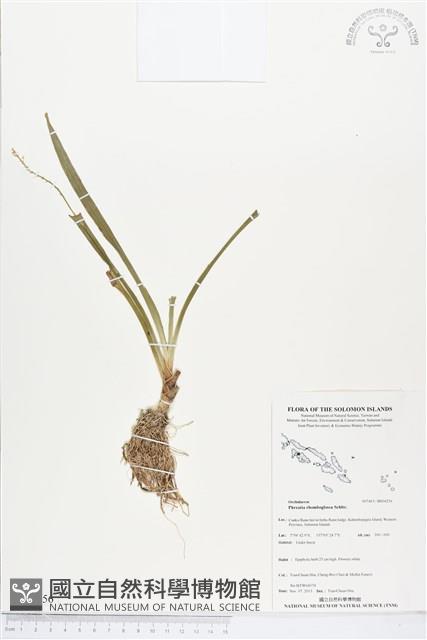 登錄號:BS04256藏品圖，第1張