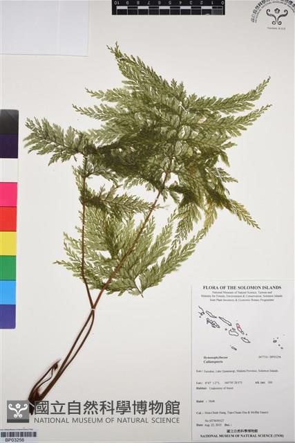 登錄號:BP03256藏品圖，第1張