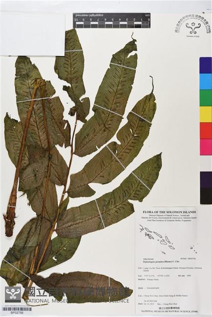 腸蕨藏品圖，第1張