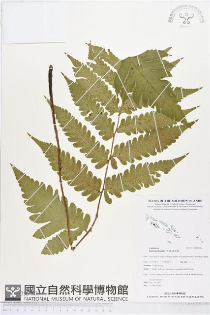 屏東三叉蕨藏品圖，第1張