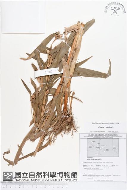 薏苡藏品圖，第1張